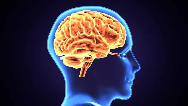 التهاب الدماغ يكشف عن دور جديد للخلايا النجمية في السلوك القهري