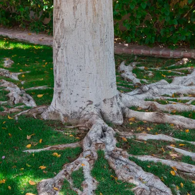 Anya Sharma: Innovative Solutions for Managing Unsightly Tree Roots