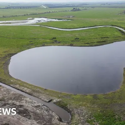 New Wetland Ecosystem Flourishes at Great Fen Nature Reserve, Attracting Diverse Wildlife