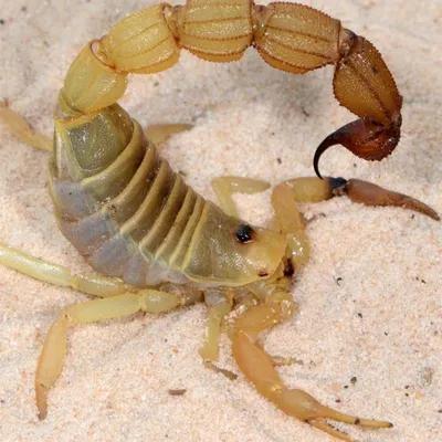 Scorpion Stingers and Pincers Reinforced with Metallic Elements, Study Reveals