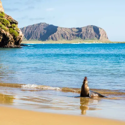 Geological Marvels: Where Earth's Formations Foster Exceptional Wildlife