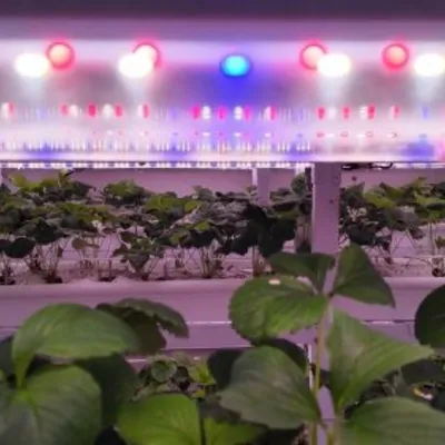 China's Vertical Strawberry Farms: High-Tech Agriculture Promises Year-Round Sweet Success