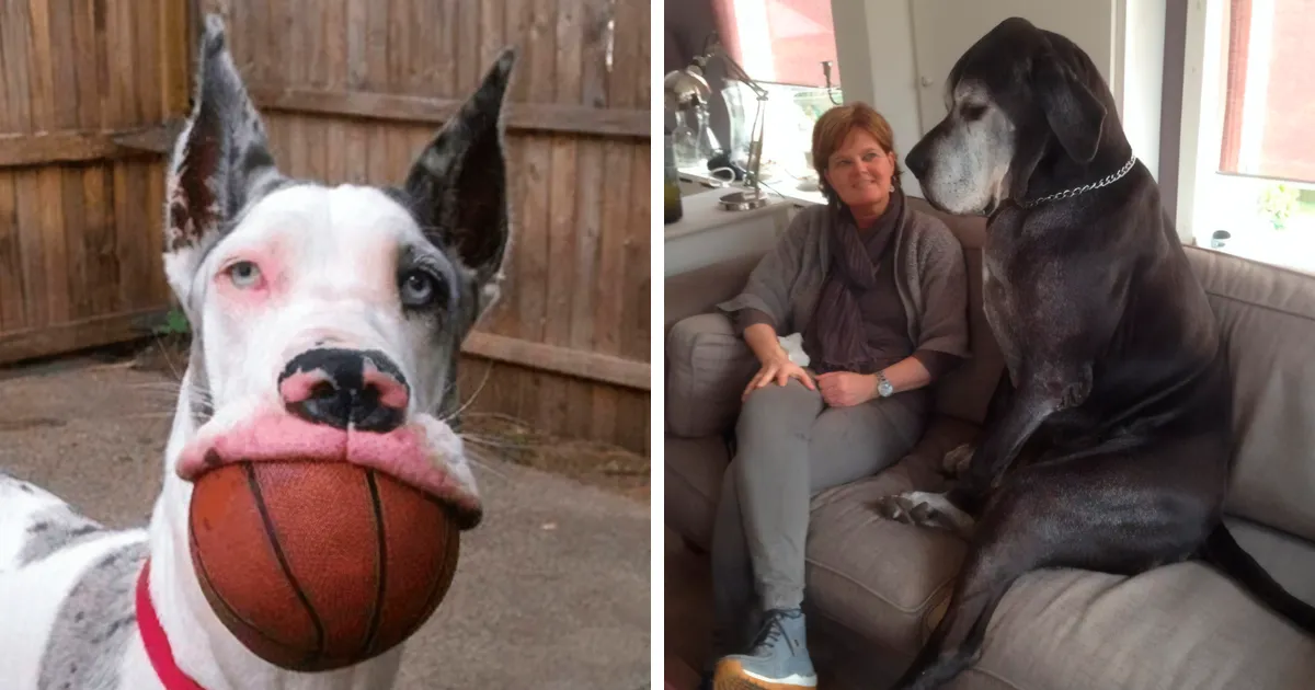Great Danes: Gentle Giants with Surprisingly Affectionate Natures