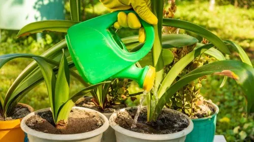 Transform Kitchen Scraps into Nutrient-Rich Fertilizer for a Thriving Garden