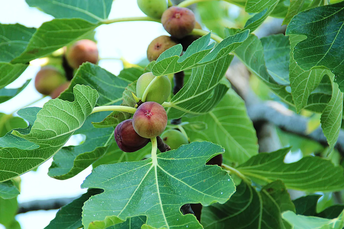 Cultivating the Perfect Fig Tree: A Comprehensive Guide to Care, Planting, and Varieties