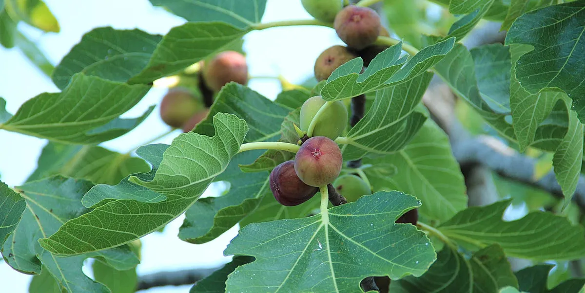 Cultivating the Perfect Fig Tree: A Comprehensive Guide to Care, Planting, and Varieties