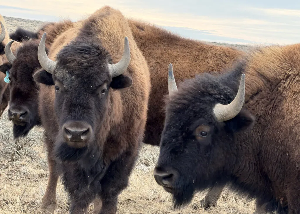US Interior Department Reverses Bison Grazing Leases, Citing 'Conservation' Concerns