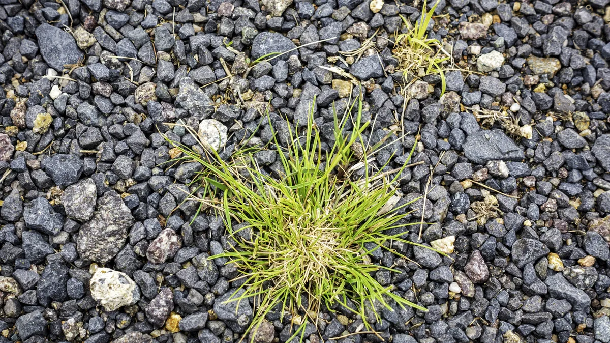 Effective Strategies for Weed Control in Gravel Driveways and Walkways