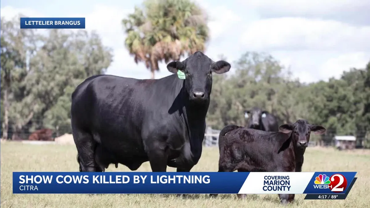 Lightning Strike Kills Herd of Show Cattle in Marion County