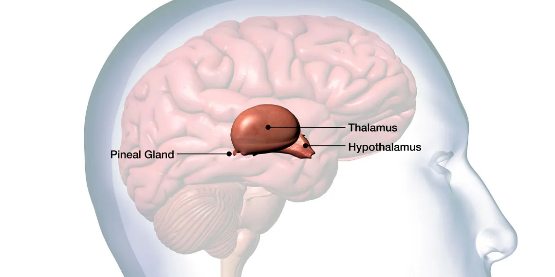 Evolutionary Leap: How an Ancient 'Third Eye' Shaped Vertebrate Vision