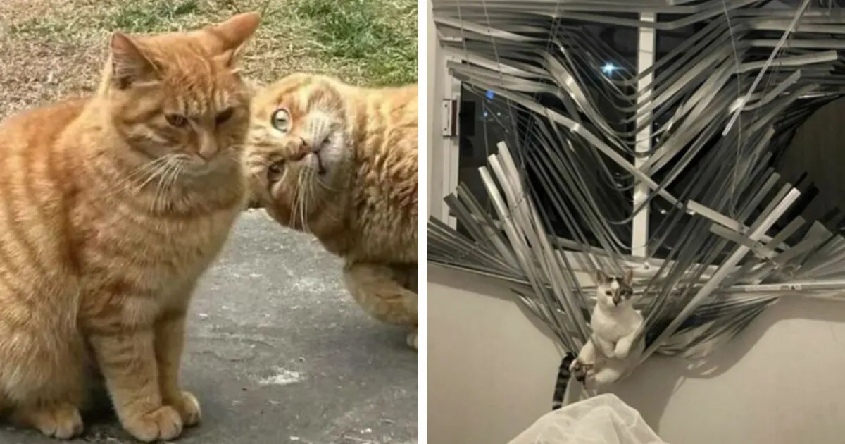 The Internet's Obsession with Cats: A Look at Their Unique Online Appeal