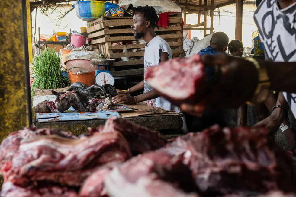 Ebola Outbreak in Congo Linked to Bushmeat Consumption, Experts Warn