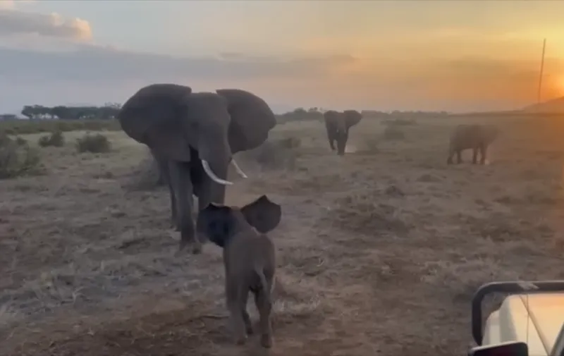 Elephant Calf's Emotional Reunion with Family Highlights Strong Social Bonds in Kenya