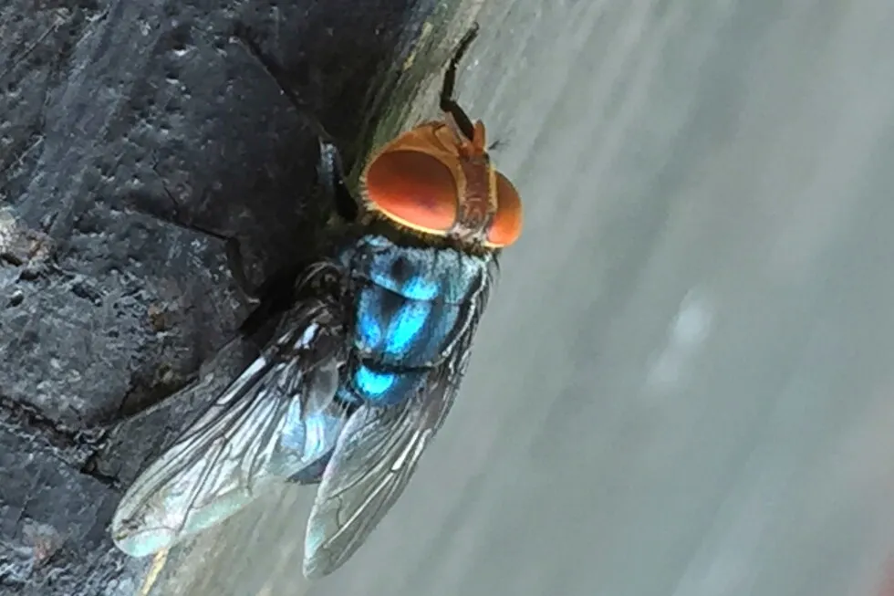 New World Screwworm Fly Detected in South Texas, Prompting Quarantine Measures