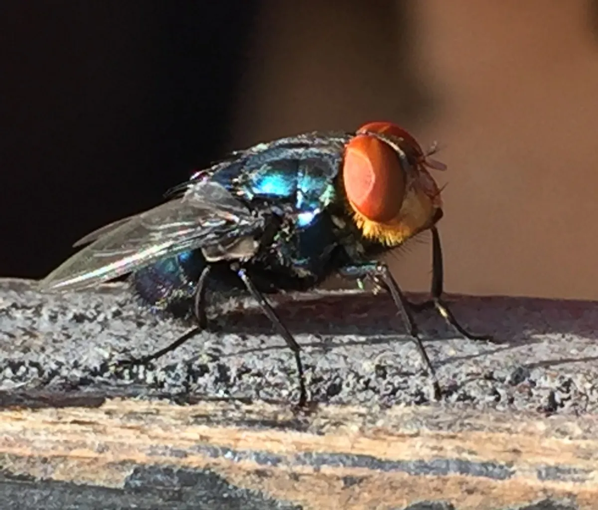 USDA Secretary Links Screwworm Threat to Biden Border Policies