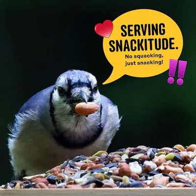 Thumbnail 7 of COOL BIRDS بذور الطيور البرية من المكسرات والفواكه 10 رطل