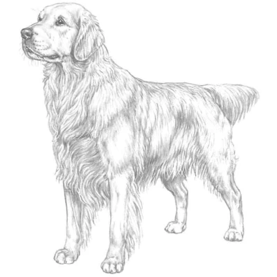 نژاد GOLDEN RETRIEVER