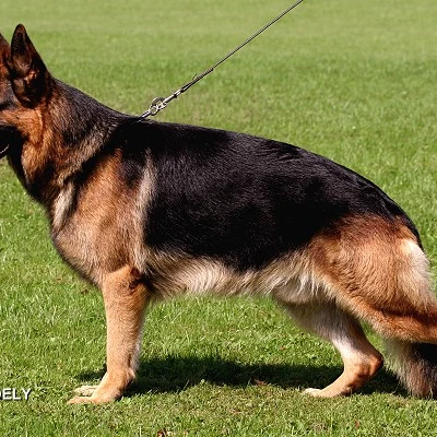 GERMAN SHEPHERD DOG