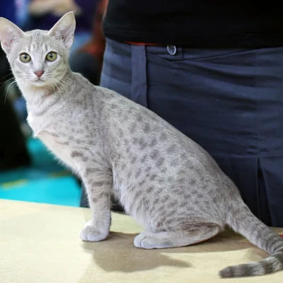 سلالة Ocicat