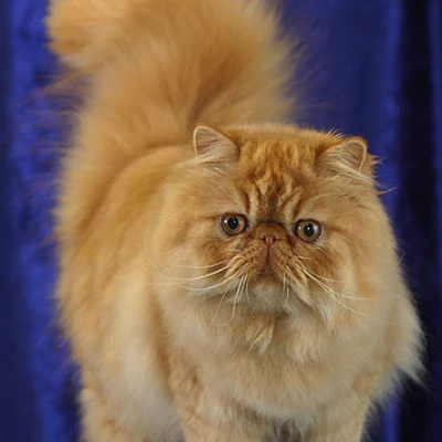 قط الفارسي (Persian)