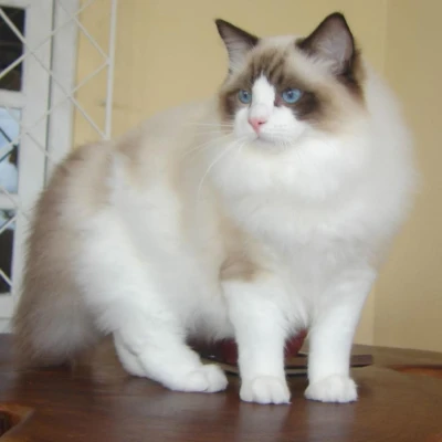 نژاد Ragdoll