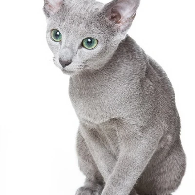 القط الروسي الأزرق (Russian Blue)