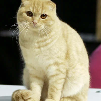 نژاد Scottish Fold