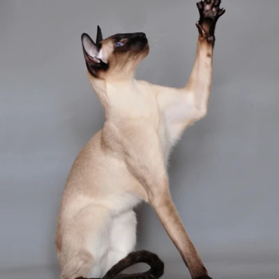نژاد Siamese
