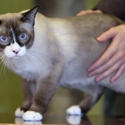 سلالة سنوشو (Snowshoe)
