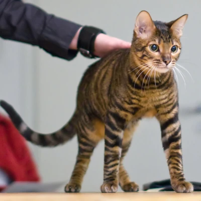 نژاد Toyger