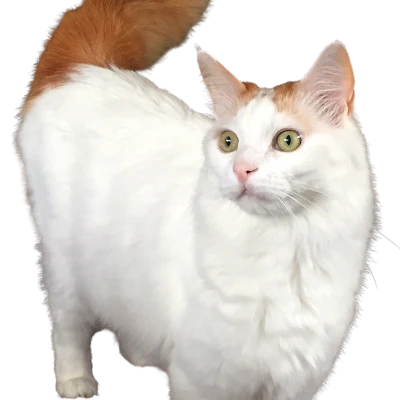 نژاد Turkish Van