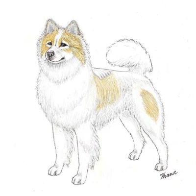 سلالة THAI BANGKAEW DOG