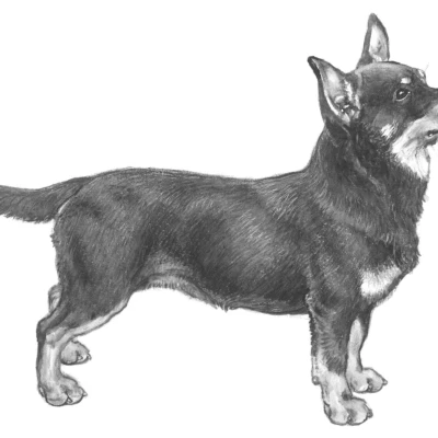 سلالة LANCASHIRE HEELER