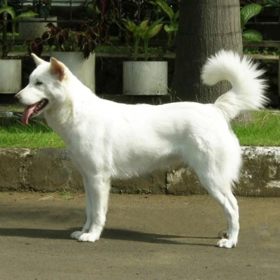 كلب كينتاماني-بالي (Kintamani-Bali Dog)