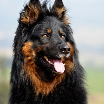 سلالة BOHEMIAN SHEPHERD DOG