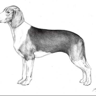 نژاد ESTONIAN HOUND