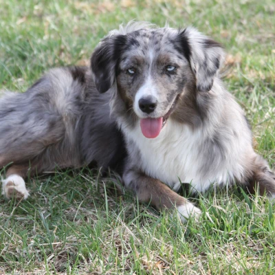 سلالة مينياتور أمريكان شيبرد (MINIATURE AMERICAN SHEPHERD)