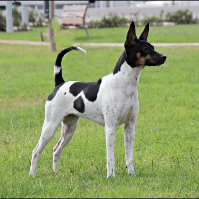 نژاد VALENCIAN TERRIER