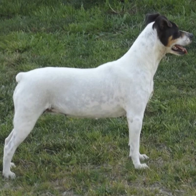 سلالة ANDALUSIAN TERRIER, SHERRY TERRIER