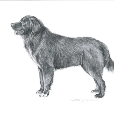 سلالة كلب الراعي الروماني الغرابي (ROMANIAN RAVEN SHEPHERD DOG)